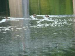 Resize of DSC00924.JPG